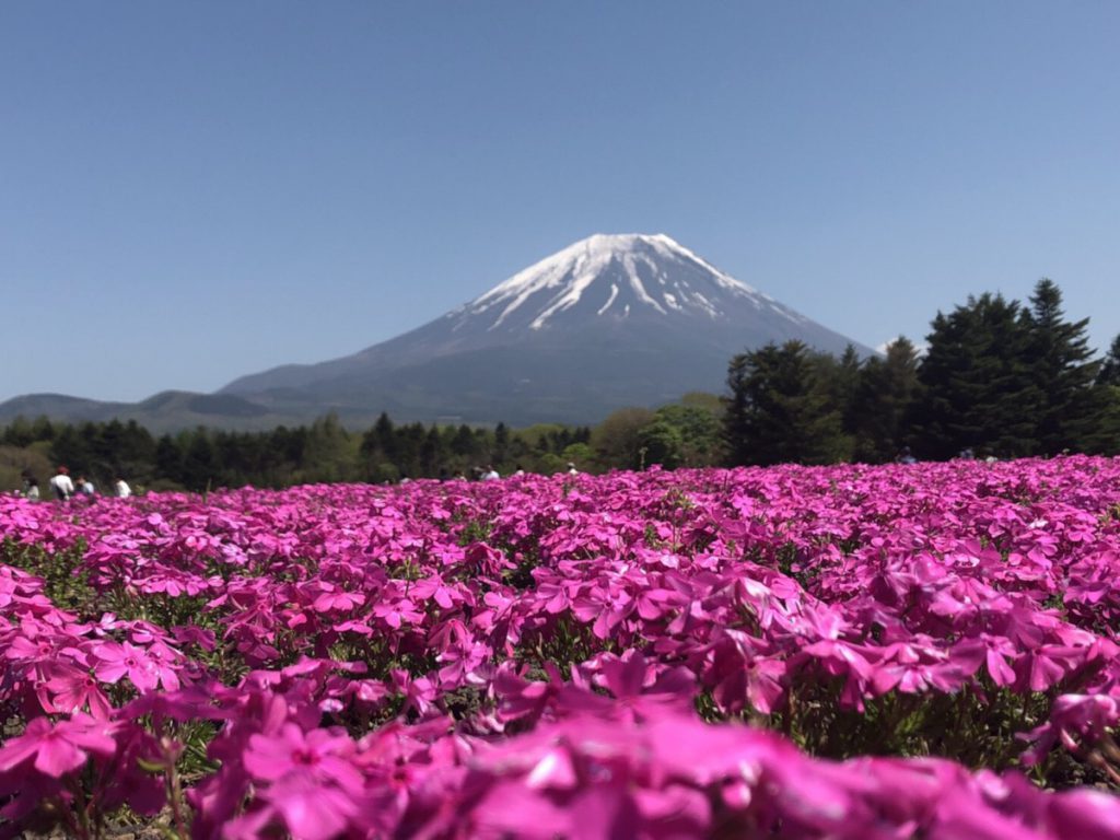 芝桜 東洋不動産