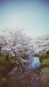 宮代の桜